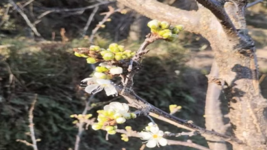 Photo of प्लम के पेड़ों पर दो महीने पहले ही आ गए फूल, ग्लोबल वार्मिंग से बागवान और विशेषज्ञ भी हैरत में