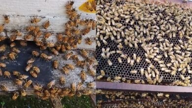 Photo of जिला कांगड़ा में मधुमक्खी पालन बना ग्रामीण अर्थव्यवस्था की नई राह