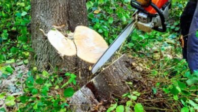 Photo of *ऊना में व्यक्ति काे अपनी ही जमीन से खैर के पेड़ काटना पड़ा महंगा, वन विभाग ने वसूला 80 हजार रुपए जुर्माना*