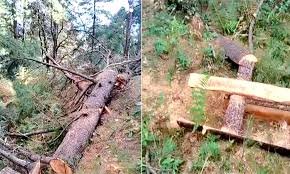 Photo of मंडी करसोग के जंगल में देवदार के पेड़ों का ‘कत्लेआम’, वीडियो वायरल होने पर हरकत में आया वन विभाग
