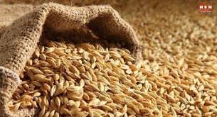 Photo of पांगी घाटी का जौ बनेगा हेल्थ बूस्टर — शुगर, कोलेस्ट्रॉल और बीपी पर करेगा कमाल