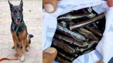 Photo of स्निफर डॉग ‘अमरो’ की सूझबूझ से दिल्ली पुलिस ने पकड़ी 1.2 करोड़ की चरस, हिमाचल के दंपति सहित 4 तस्कर गिरफ्तार