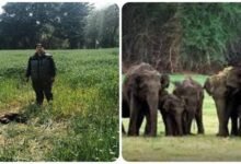 Photo of Paonta Sahib में हाथियों का आतंक: गेहूं की फसल रौंदी, दहशत में ग्रामीण
