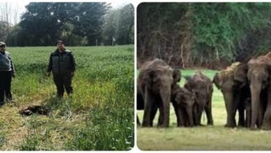 Photo of Paonta Sahib में हाथियों का आतंक: गेहूं की फसल रौंदी, दहशत में ग्रामीण