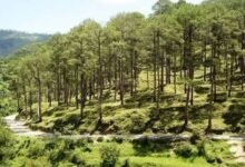 Photo of हिमाचल में सूखे चीड़ के पेड़ों की कटाई के नियम बदले, सरकार ने जारी की नई अधिसूचना