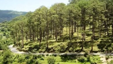 Photo of हिमाचल में सूखे चीड़ के पेड़ों की कटाई के नियम बदले, सरकार ने जारी की नई अधिसूचना