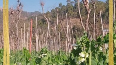 Photo of आज सोलन सब्जी मंडी में लोकल मटर ₹20 से ₹26 प्रति किलो बिका। अच्छी आवक के चलते मटर के भाव सामान्य बने हुए हैं।