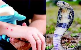 Photo of हिमाचल में सर्पदंश ‘अधिसूचित रोग’ घोषित, अब हर केस और मौत की रिपोर्ट अनिवार्य