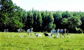 Photo of भेड़पालकों के लिए नई चरागाह नीति बनाएगी सुक्खू सरकार