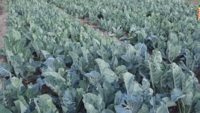 Photo of नौणी विश्वविद्यालय की फूलगोभी ‘सोलन उज्ज्वला’ को राष्ट्रीय मान्यता, किसानों के लिए बड़ी खुशखबरी