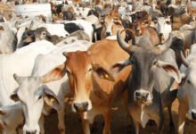 Photo of हिमाचल में पशुओं पर लगेगी माइक्रो चिप, बेसहारा छोडऩे वालों पर कसेगी लगाम