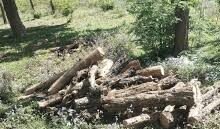 Photo of अवैध कटान का सनसनीखेज मामला, नूरपुर वन मंडल में नियमों की उड़ाई जा रही धज्जियां