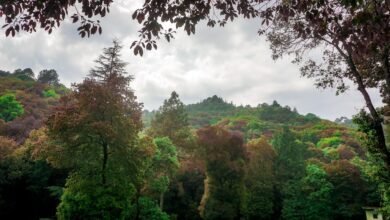 Photo of ‘मिशन 32 प्रतिशत’ से हरित हिमाचल की ओर बढ़ते कदम, 2030 तक वन क्षेत्र बढ़ाने का लक्ष्य