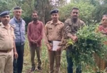 Photo of रेणुका जी में अफीम की अवैध खेती का भंडाफोड़ 