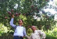 Photo of किसान-वैज्ञानिक साझेदारी की मिसाल: ‘कंवर मझोली सिलेक्शन-1’ सेब किस्म को मिली राष्ट्रीय मान्यता