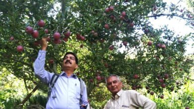 Photo of किसान-वैज्ञानिक साझेदारी की मिसाल: ‘कंवर मझोली सिलेक्शन-1’ सेब किस्म को मिली राष्ट्रीय मान्यता