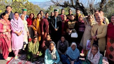 Photo of तमरोह क्लस्टर में जापानी फल की दस्तकः एचपी शिवा परियोजना बनी सहारा