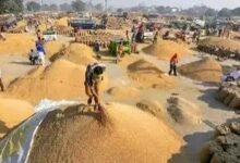 Photo of किसानों के लिए बड़ी खबर: धान खरीद के लिए 15 सितंबर के बाद खुलेगा पोर्टल, ऑनलाइन होगा पंजीकरण