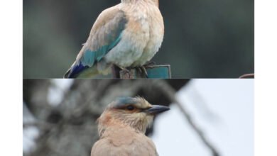 Photo of हिमाचल के चायल वन्यजीव अभयारण्य में पहली बार दर्ज हुआ नीलकंठ पक्षी